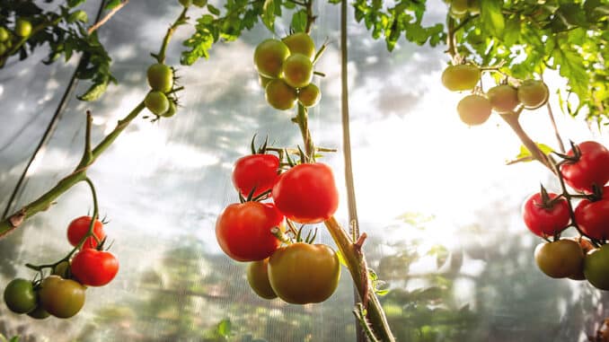 tomate innen grün