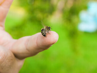 Insektengiftallergie