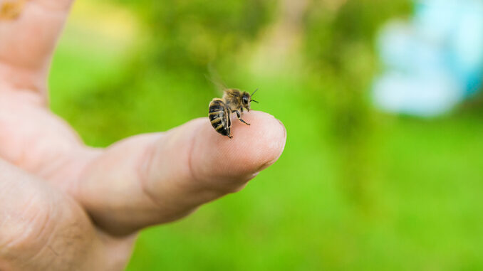 Insektengiftallergie